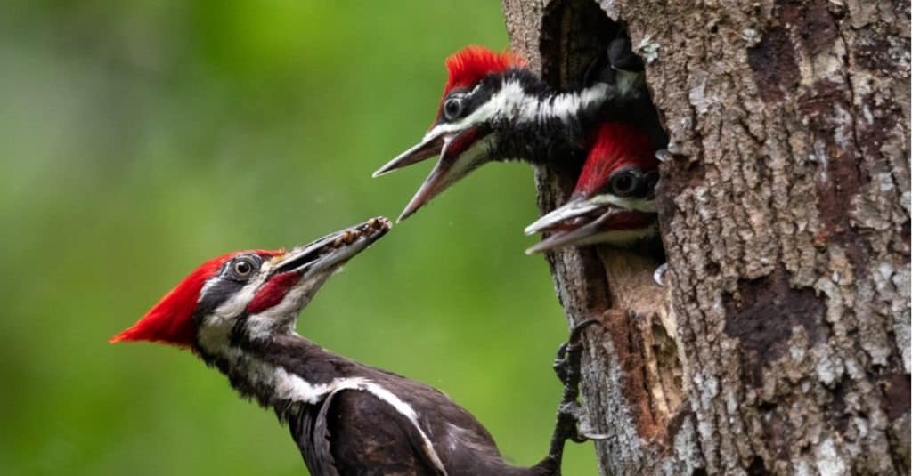 Pileated Woodpecker Nest in Florida