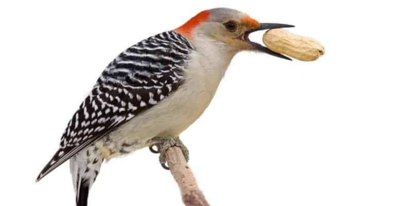 Red bellied woodpecker holds a tasty treat in its beak. profile of woodpecker isolated on a white background