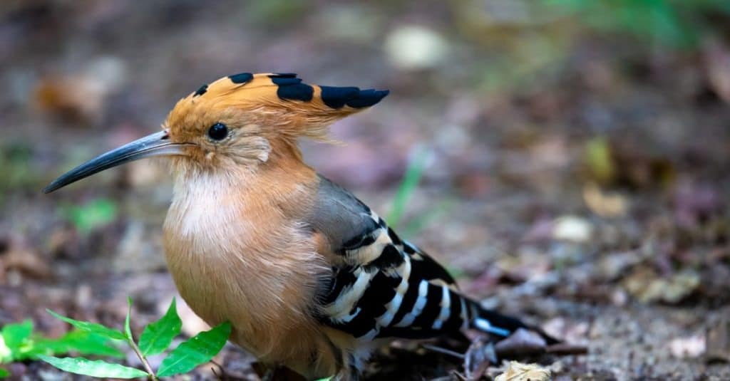 One woodpecker on the ground looking for something to eat
