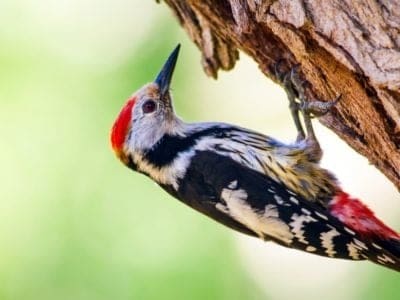 A Woodpecker