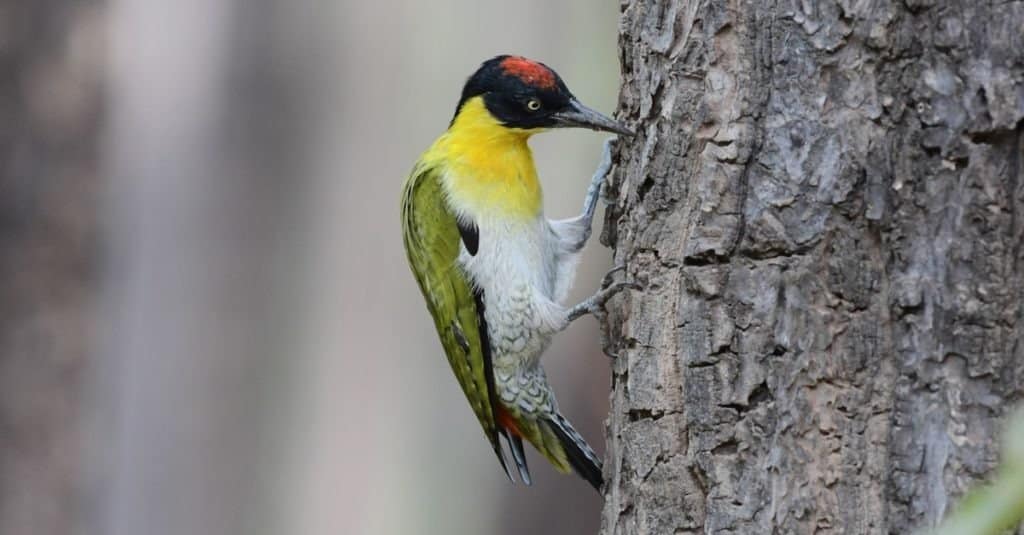 Woodpecker,Yellow Woodpecker Red Head,Bird climbing,woodpecker climbing tree, Yellow bird, tree drill bird