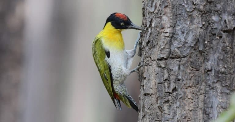 Yellow Woodpecker Red Head, woodpecker climbing tree