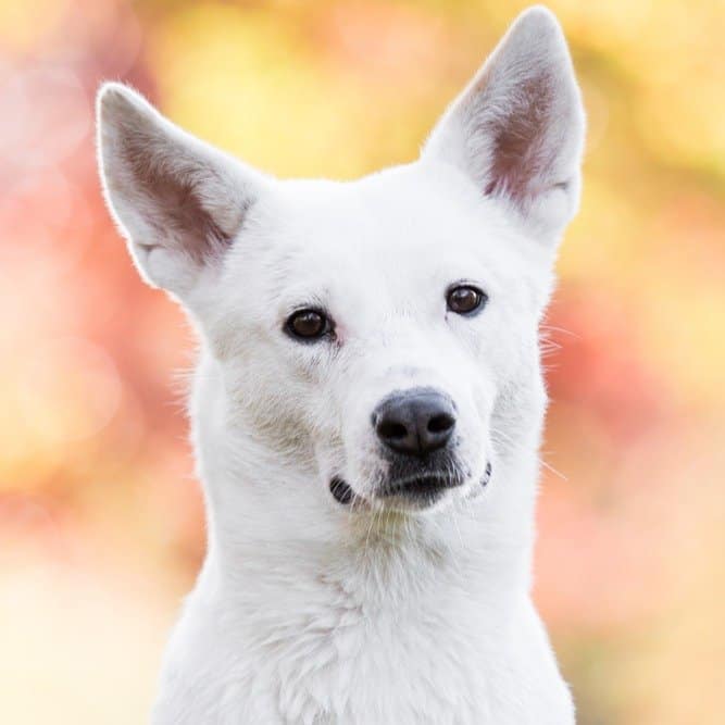 canaan dogshedding level do canaan dogs shed a lot