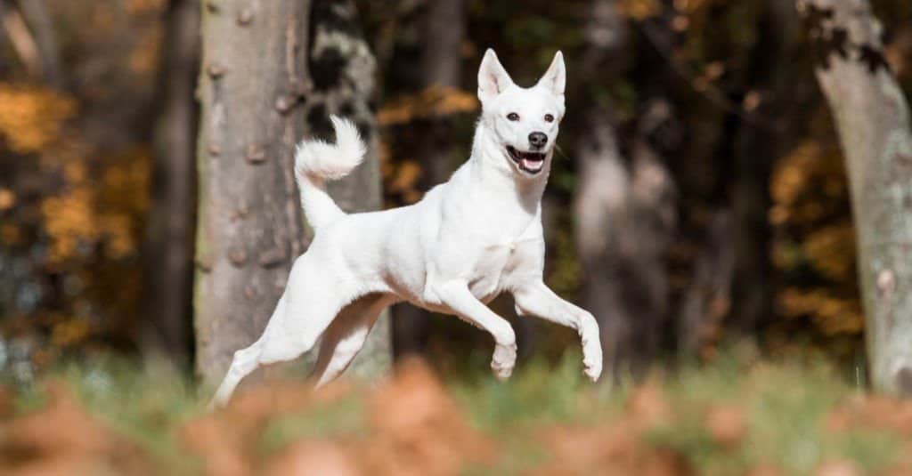 What is the breed of a black and white dog?