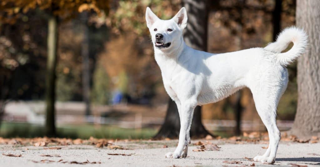 canaan dog on street