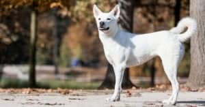 canaan dog on street