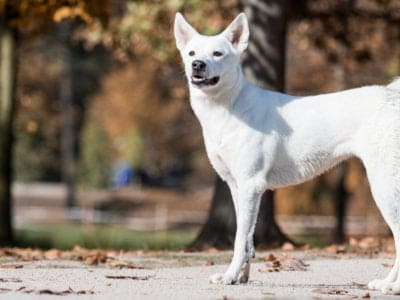 Canaan Dog Picture