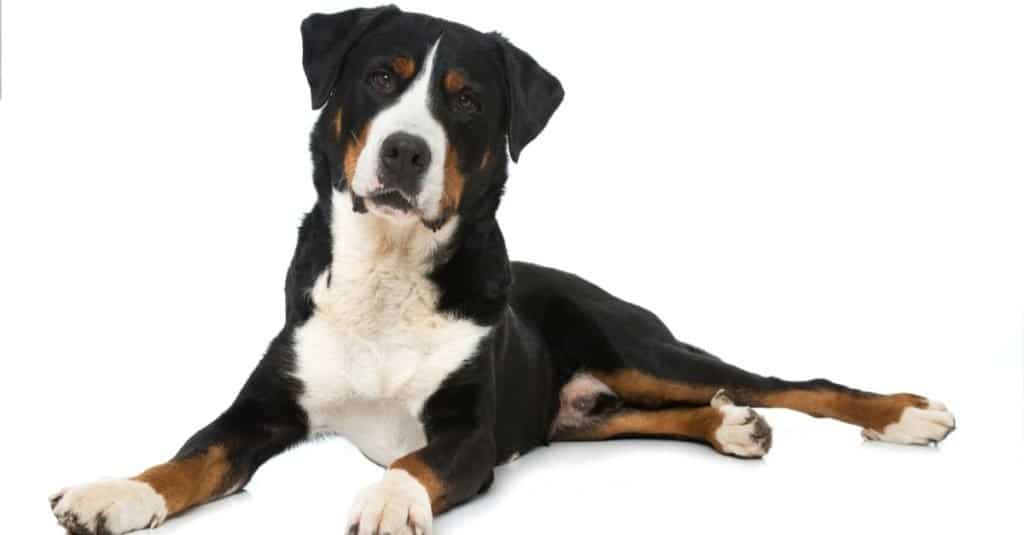 Greater Swiss Mountain dog isolated