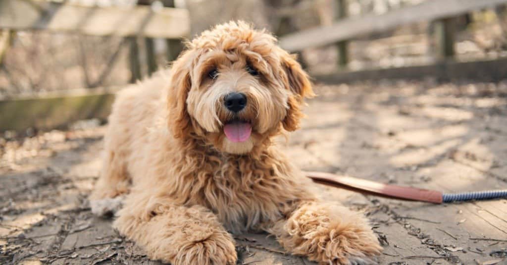 labradoodle