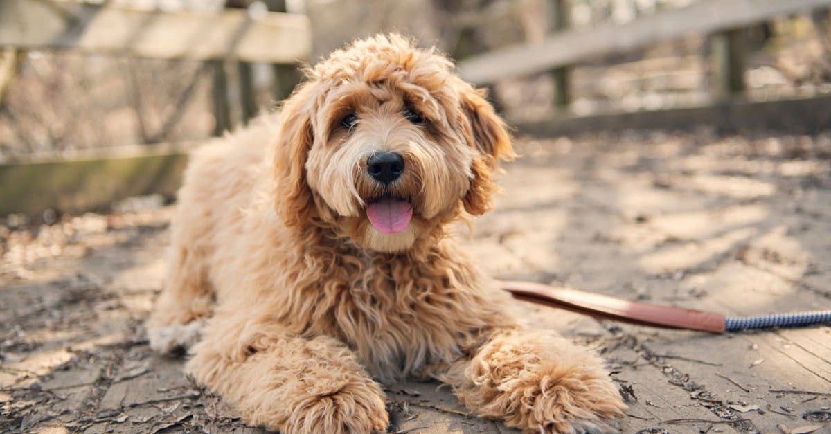 Labradoodle Dog Breed Complete Guide | AZ Animals