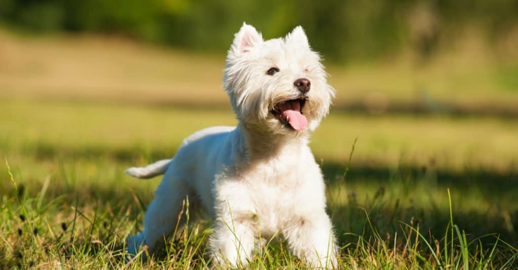 Western highland best sale terrier puppies