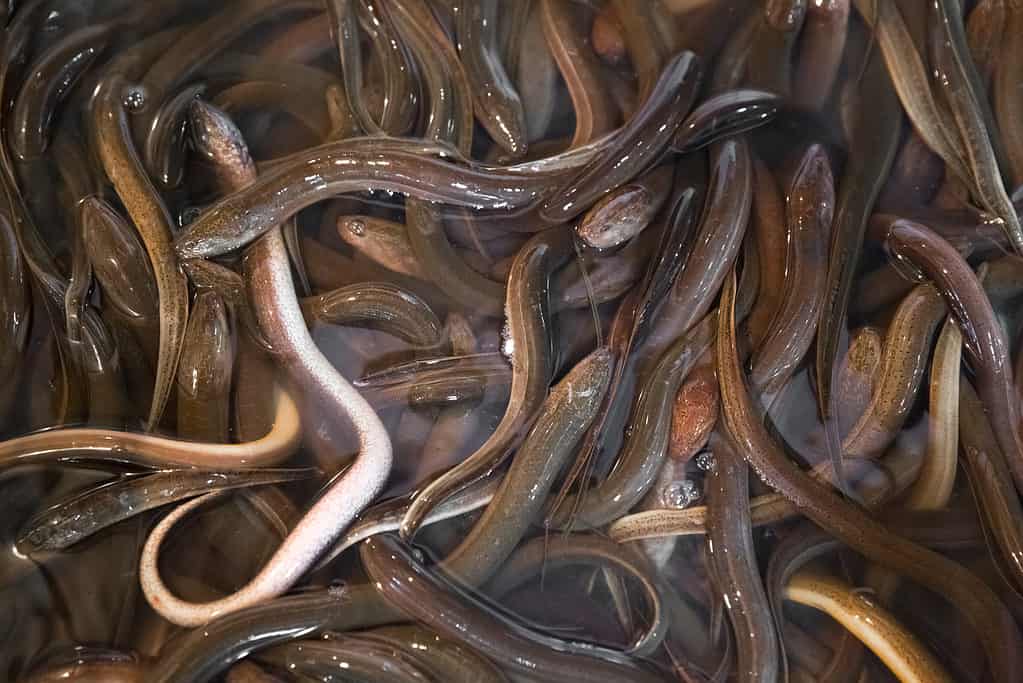 Bunch of eels in fish market in Shanghai, China