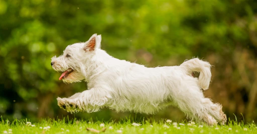 West Highland Terrier