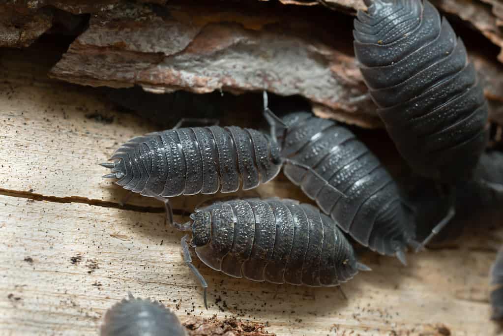 Common rough woodlouses, Porcellio scaber on wood