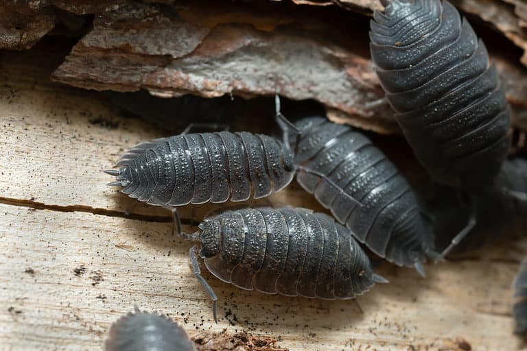 Woodlouse Animal Facts Oniscidea A Z Animals woodlouse-animal-facts-oniscidea-a-z-animals