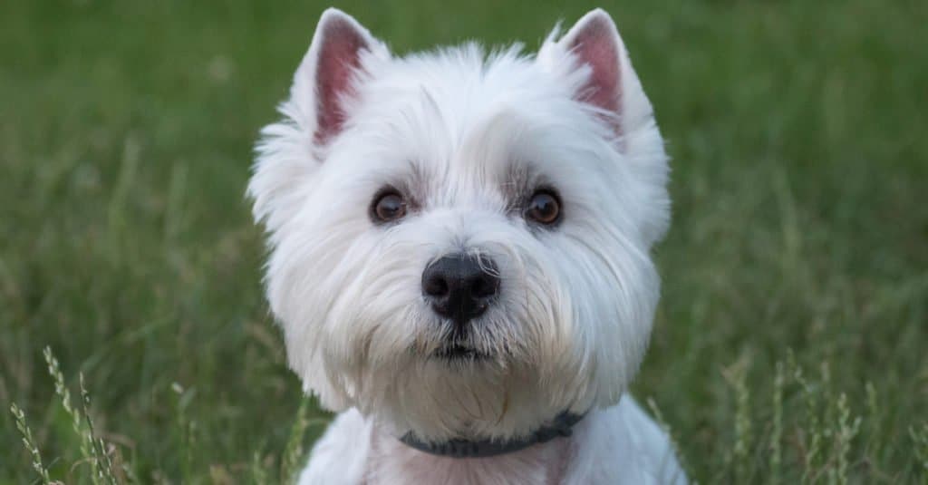 are west highland white terriers good guard dogs