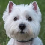 West Highland White Terrier