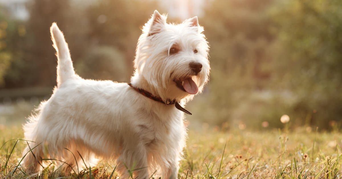 White West Highland Terrier Mix