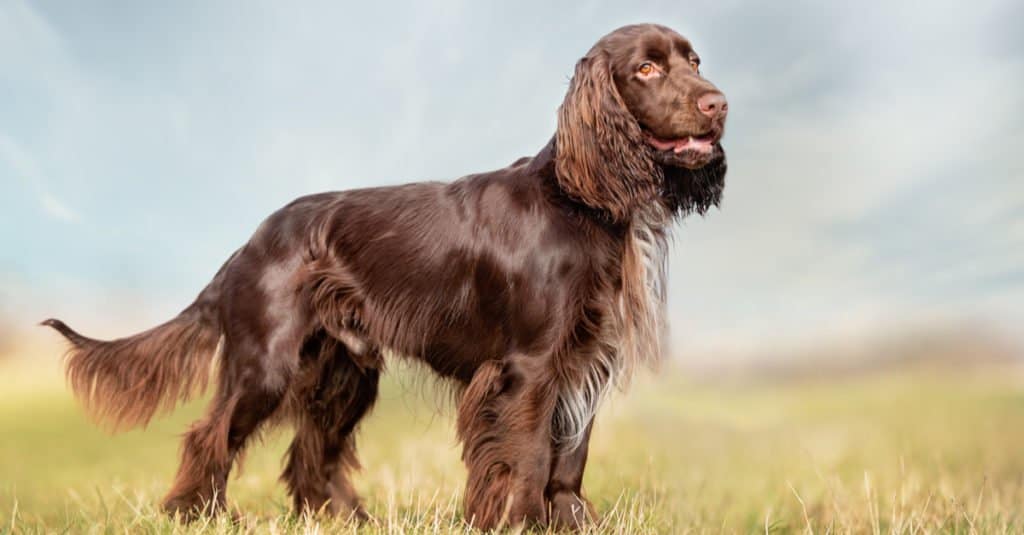 Field Spaniel standing in the grass