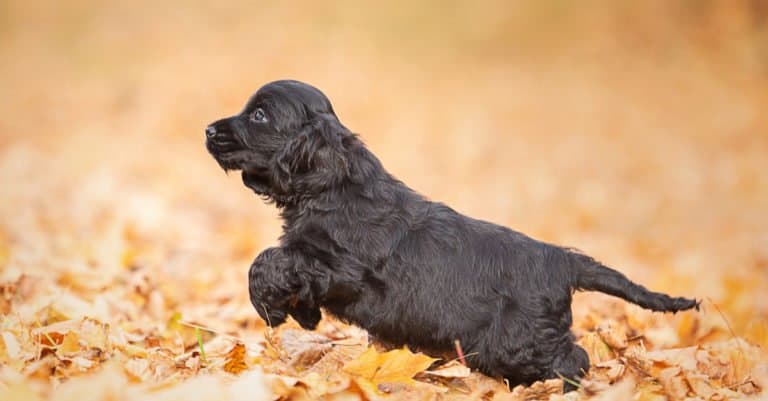 Field Spaniel Puppy playing in the leaves