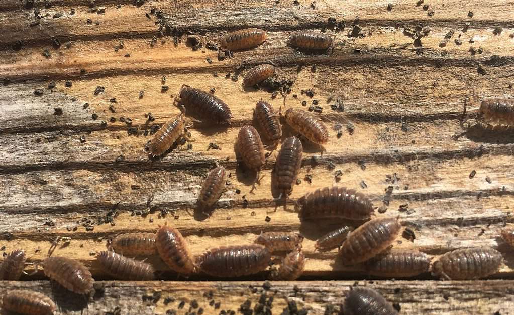 10 Tiny Bugs That Look Like Bed Bugs - A-Z Animals