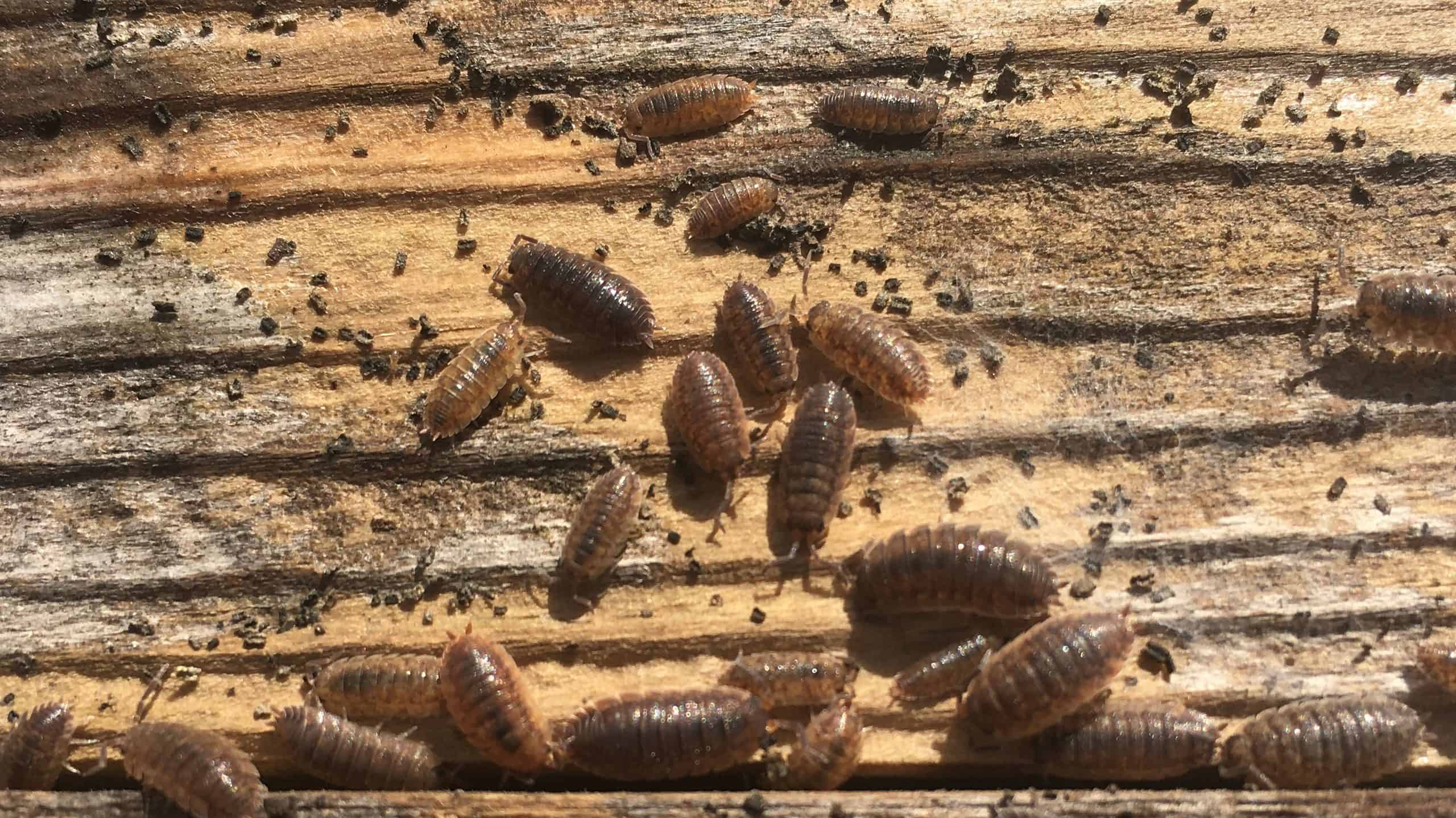 Adult and baby woodlice wood louse scattering after being disturbed pill bug sow bug walking along a grainy textured plank of wood