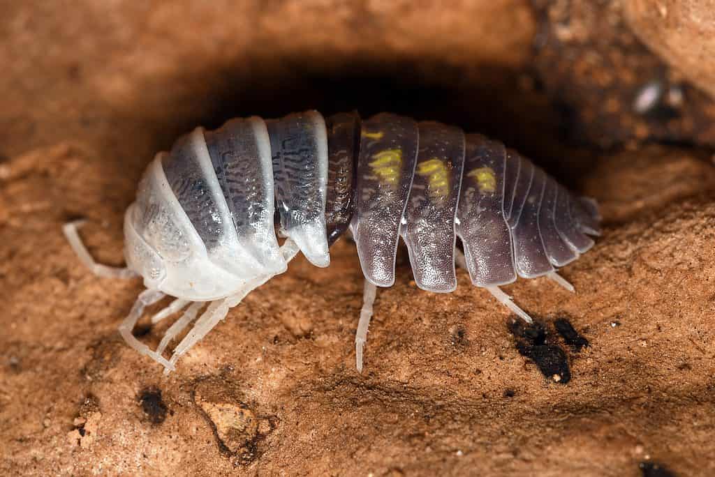 The molt of the exoskeleton’s anterior half of a terrestrial isopod Armadillidium granulatum (pill woodlice).