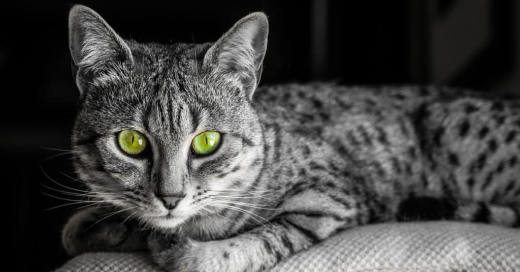 Gray cat with green eyes.
