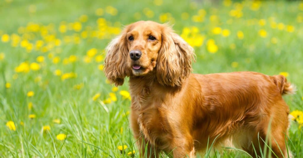 Field Spaniel standing in a field of flowers