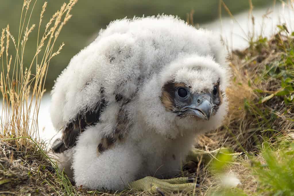 Chick falco peregrine. Yamal, Russia.