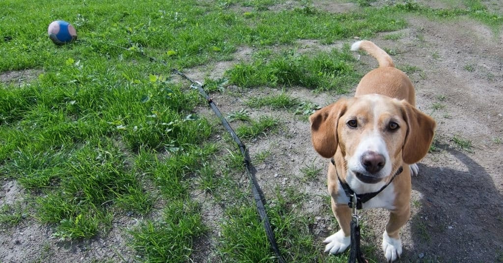 Drever dog standing in a grassy yard