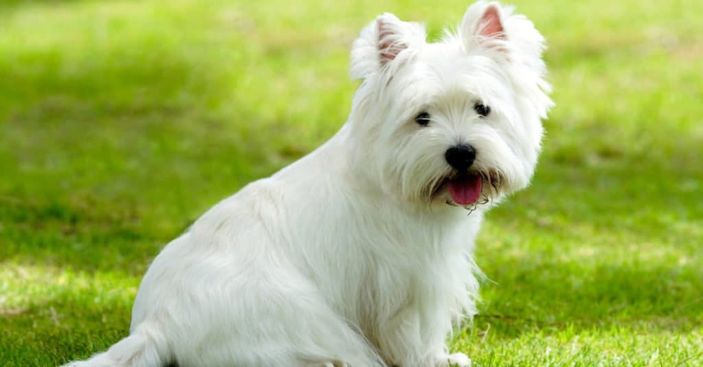 Olivia west hot sale highland terrier