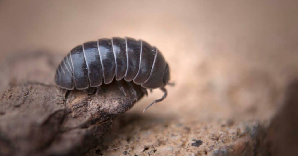 woodlouse crawling on a stone