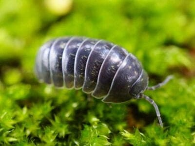 A Armadillidium vulgare