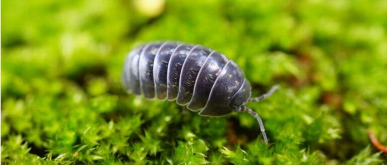 Woodlouse