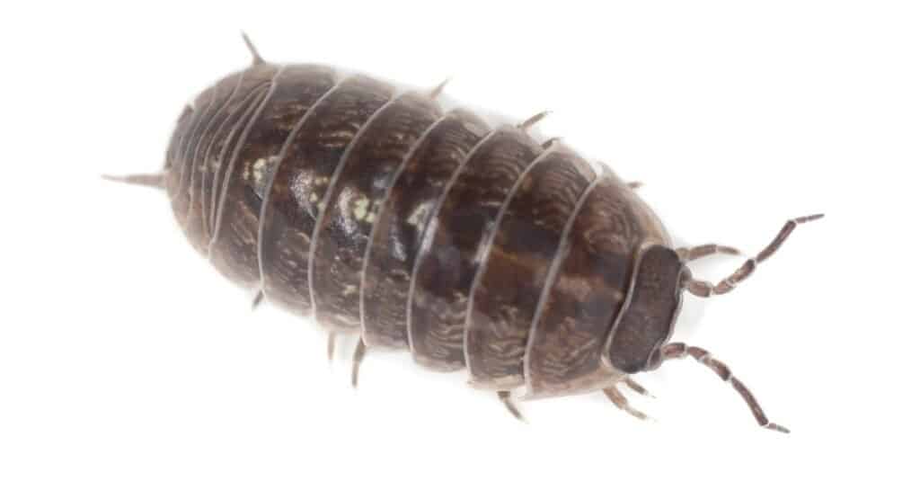 isolated woodlouse