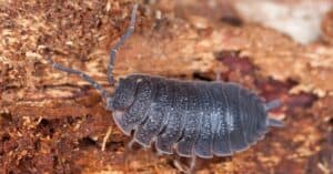 What Do Isopods Eat? Picture