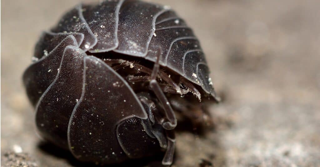 woodlouse rolled up