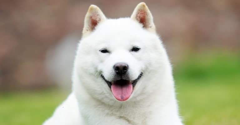 Japanese Ainu (Hokkaido) dog smiling with tongue