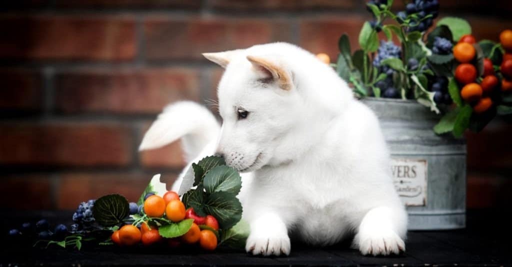 hokkaido puppy sniffing flowers and berries