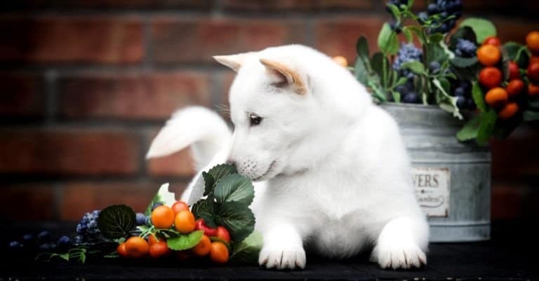 Ainu (Hokkaido) puppy sniffing flowers and berries