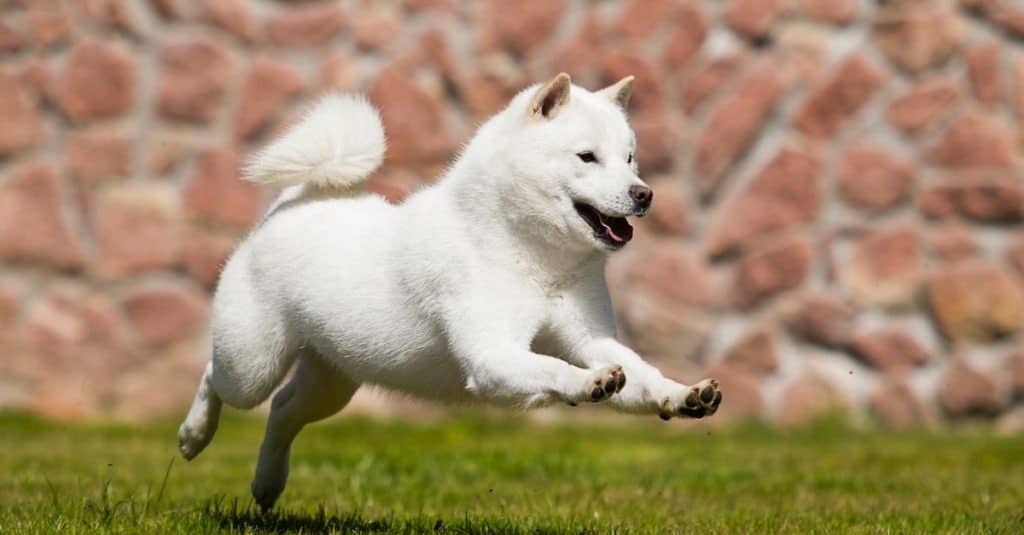 Ainu (Hokkaido) running on grass