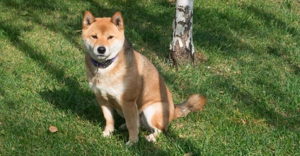 Ainu dog sales