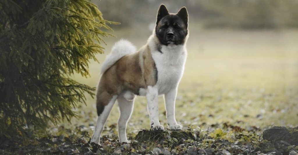 American Akita outdoors