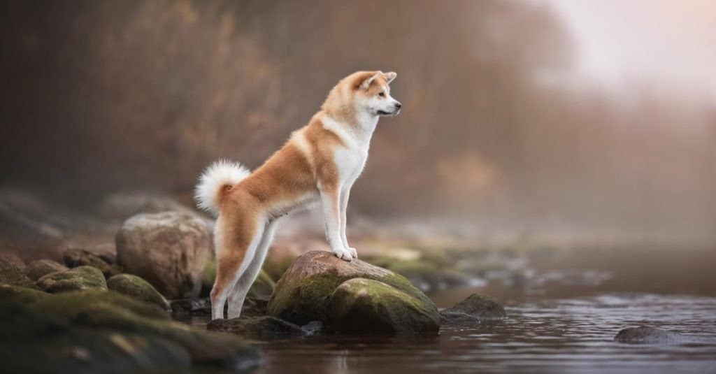 Female Akita dog standing on a rock on the shore of a lake