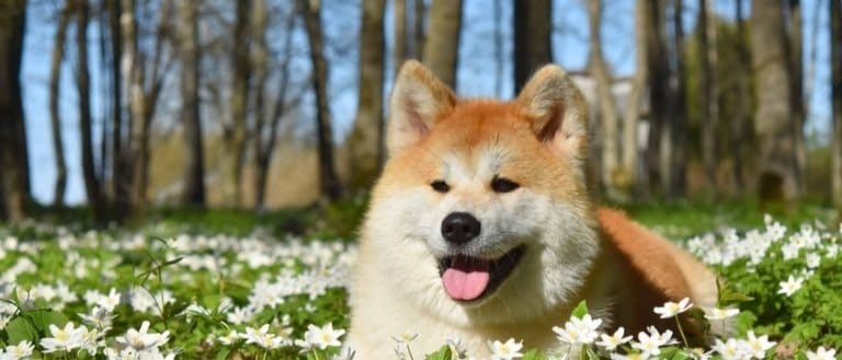 Akita Inu enjoy spring