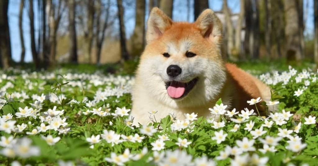 Akita Inu enjoy spring