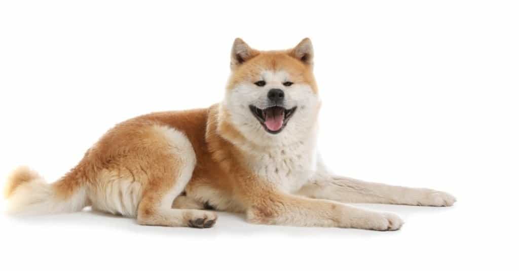 Cute Akita Inu dog isolated on white