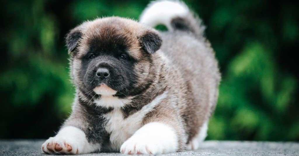 American Akita cute puppy outside in the beautiful park