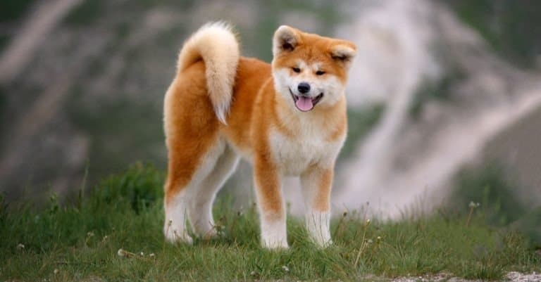 Beautiful Akita Inu puppy for a walk on the background of nature